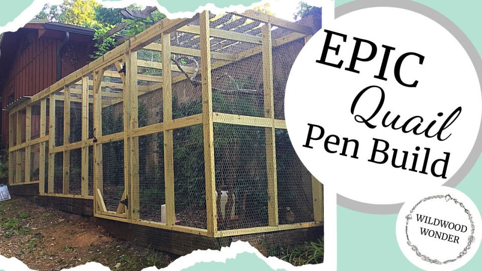 20 Homemade DIY Quail Cage Plans And Ideas