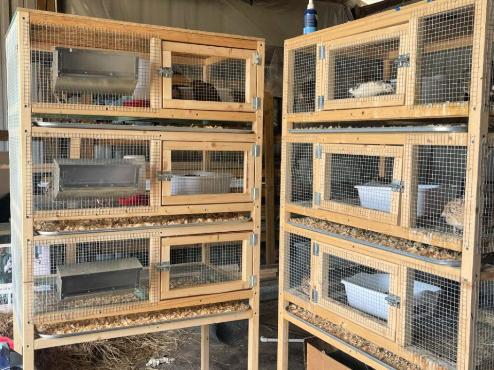 How To Build Quail Laying Cages at Cherilyn Hazel blog