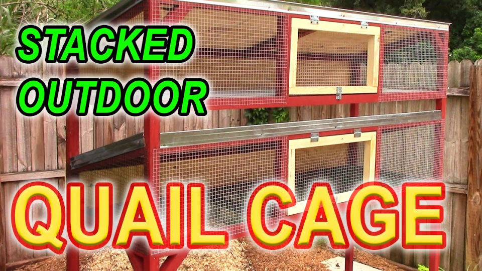 20 Homemade DIY Quail Cage Plans and Ideas